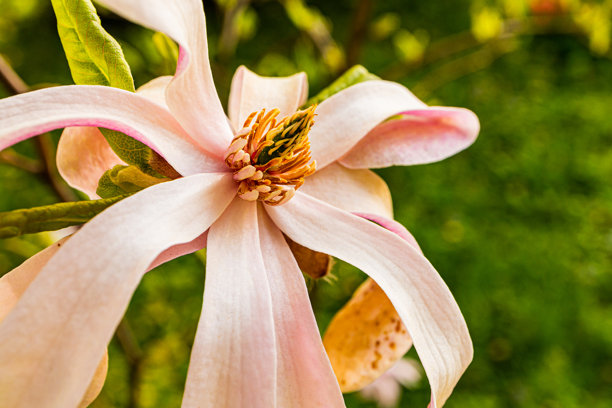 一朵优雅的大粉色玉兰花映衬在自然风景的背景下。娇嫩的盛开花朵。大玉兰花瓣。真实的照片。图片下载