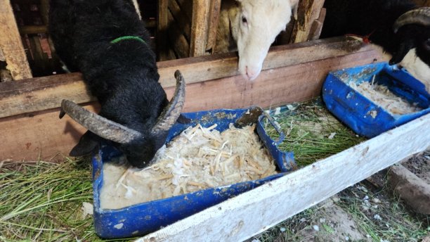 许多山羊在传统农场的围栏里吃东西的肖像照片。这些山羊吃着混合了大蒜的食物，以温暖它们的身体。山羊们为古尔邦节做好了准备。图片下载