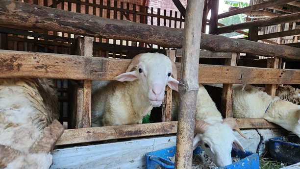 许多山羊在传统农场的围栏里吃东西的肖像照片。这些山羊吃着混合了大蒜的食物，以温暖身体。山羊们为古尔邦节做好了准备。图片下载