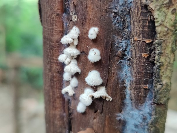 树干特写照片。树皮纹理图片下载