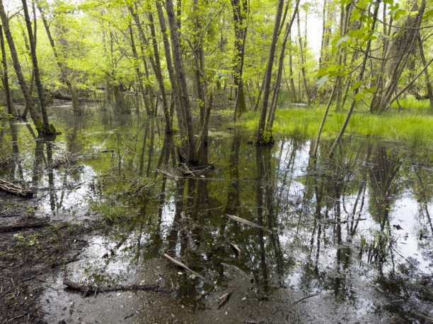 春天的一天，安静的森林沼泽区的照片记录图片下载