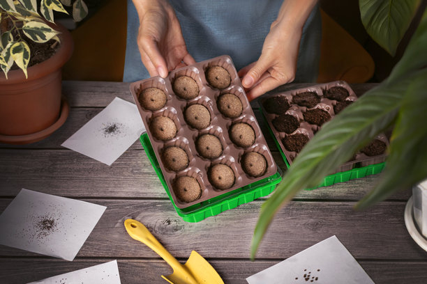 园艺。女人正在用泥炭片种植植物和花卉。照片图片下载