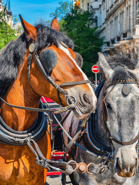 两匹套马 — 棕色和白色马匹在阳光明媚的历史城市的鹅卵石街道上穿着传统马具的特写照片。垂直摄影。图片下载