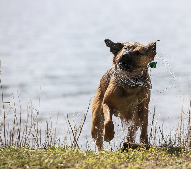 湿漉漉的德国牧羊犬的动作照片图片下载