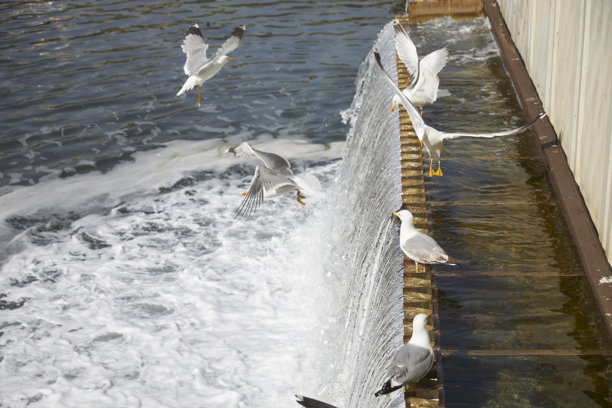 一系列展示海鸥在大型城市瀑布周围的照片图片下载