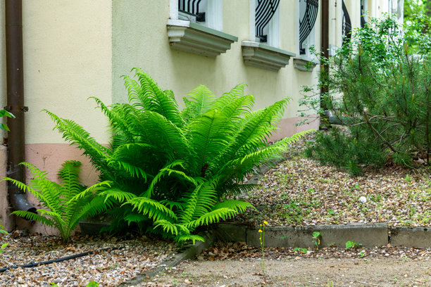 城市花园中，建筑墙边生长的绿色蕨类植物。夏日，自然光，装饰植物与外立面的背景构图。非常适合与园艺、城市绿化或家居空间布置相关的主题的照片。图片下载