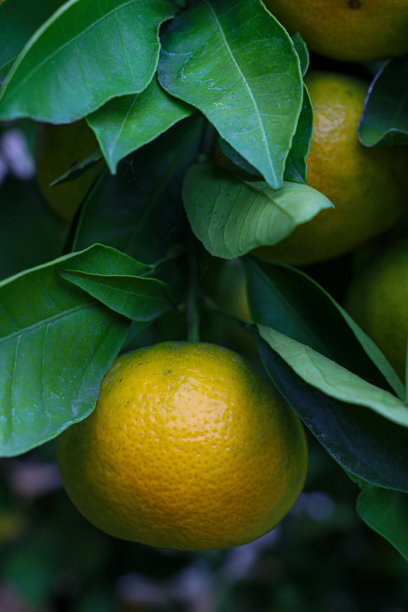 挂满成熟橘子的树。竖版照片图片下载