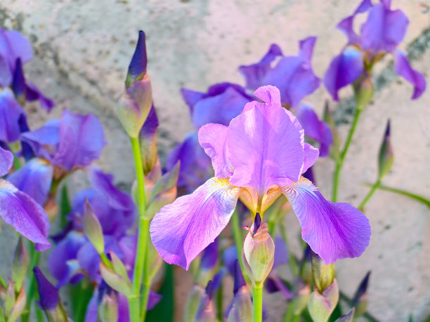 明亮的蓝紫色鸢尾花与橙色相映衬，特写镜头拍摄于灰色混凝土墙前。鸢尾科的多年生根茎植物。艺术与抽象。俄罗斯。下诺夫哥罗德。2024年5月。照片图片下载
