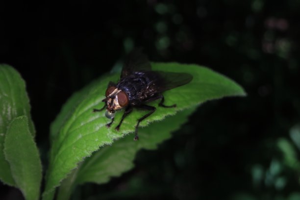 我院子里小事物的微距照片。图片下载