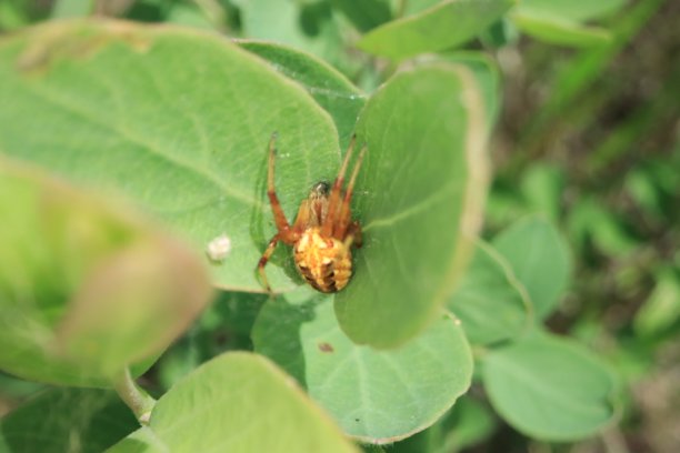 我院子里小事物的微距照片。图片下载