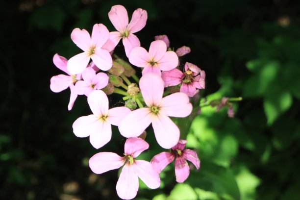 我院子里小事物的微距照片。图片下载