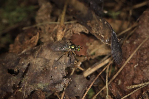 我院子里小事物的微距照片。图片下载