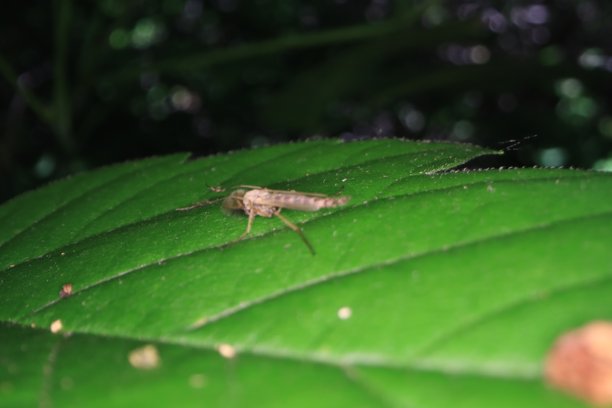 我院子里小事物的微距照片。图片下载