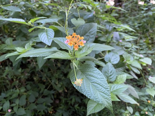 美丽的五色梅花与绿色叶子孤立的照片库存图片下载