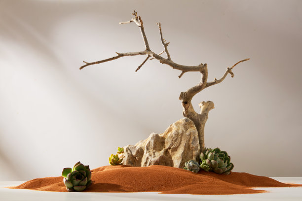 这张照片具有极简和野性的自然风格，灵感来自沙漠，包含浅棕色的巨石、散落的小仙人掌、带有尖锐树枝的枯树和干燥的沙子等元素。图片下载