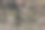 阳光明媚的春天，一棵盛开的巨型木兰树。粉色的木兰花映衬在蓝天之下。特写美丽的浅粉色木兰花。浅景深。自然风光的照片。图片下载