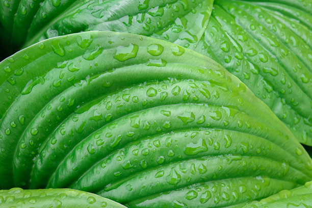 鲜艳绿色叶子的特写，带有自然水滴。细致的纹理和线条使这张图片非常适合生态、自然或健康主题的设计和背景。图片下载