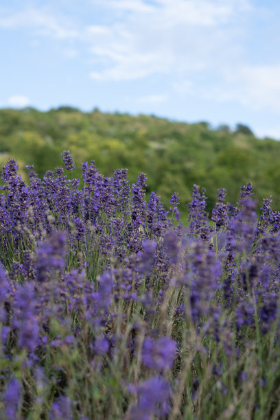 薰衣草田的竖版照片图片下载
