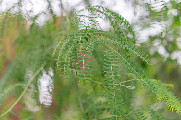 特写照片展示了羽毛状的蕨类植物，具有不同深浅的绿色，自然的起伏和景深，拍摄于户外柔和的散射光线下。图片下载