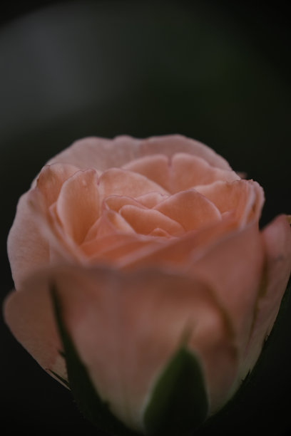 选择性聚焦，家庭花园中的桃色玫瑰特写照片图片下载