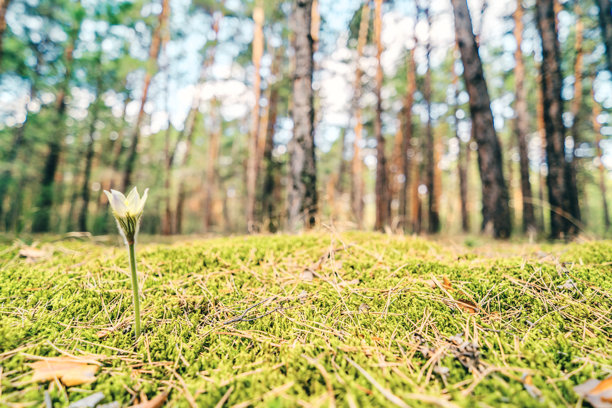 春天花朵的美丽图片图片下载