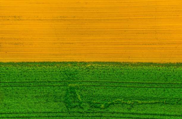 油菜花田，来自无人机的黄色油菜，油菜田，生态土地上的波兰村庄绿色照片，来自无人机的绿色农田，鸟瞰的绿色草地，绿色草地图片下载