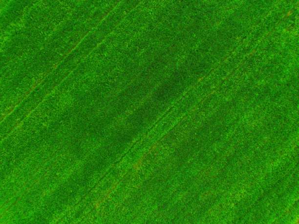 无人机拍摄的绿色农田，鸟瞰视角的绿色草地，绿色草地照片，从上方俯瞰的绿色草坪，鸟瞰视角的绿色草坪图片下载