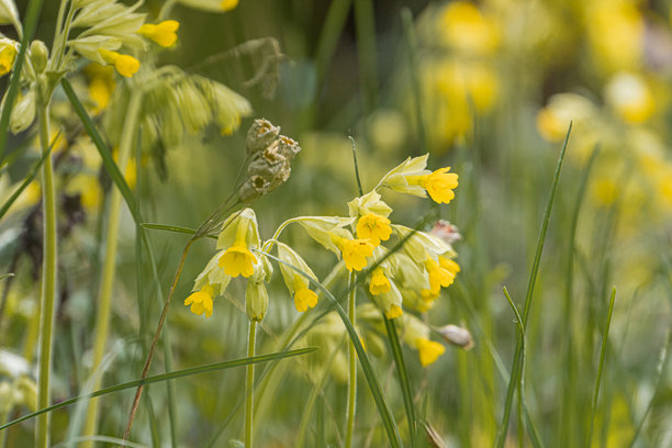 自然环境中野花簇的特写照片，黄色和白色花瓣与高草茎形成对比，柔和模糊的郁郁葱葱的绿色背景，白天的光线。图片下载