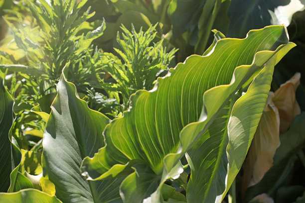 阳光明媚的马蹄莲照片，色彩鲜艳的叶子和花朵。非常适合花卉艺术、花园博客或婚礼主题，展示优雅的花朵和自然光下郁郁葱葱的绿意。图片下载