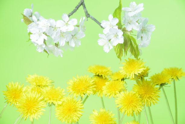 蒲公英花和樱花背景素材图片下载