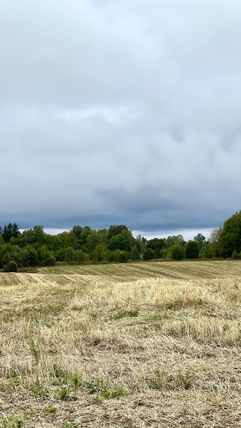 秋季收获后空旷的农业田地的竖版照片，背景是戏剧性的灰色天空图片下载