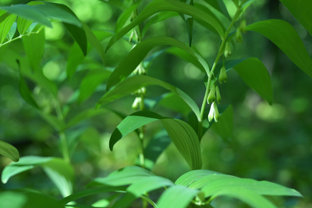 绿色森林中未开放花朵的所罗门印章植物横向照片图片下载