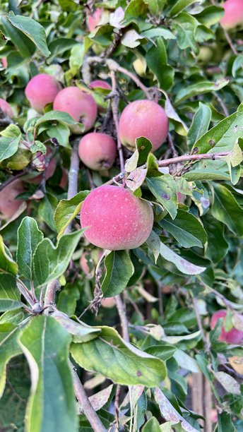 树枝上成熟苹果的竖直照片图片下载