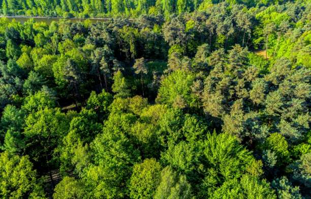 波兰乡村美丽的绿色森林航拍，背景中有湖泊和森林，令人惊叹的森林航拍照片，波兰湖泊的照片，令人惊叹的绿色岛屿图片下载