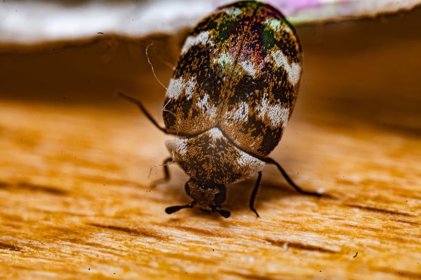 木质表面上的多样地毯甲虫（Anthrenus verbasci）特写微距照片图片下载