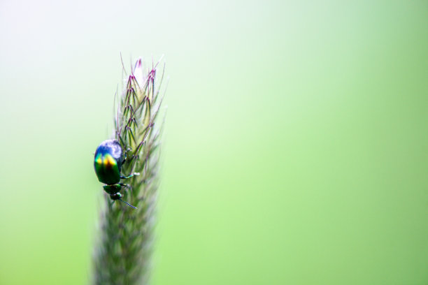 叶甲虫在狗尾草上的特写照片图片下载