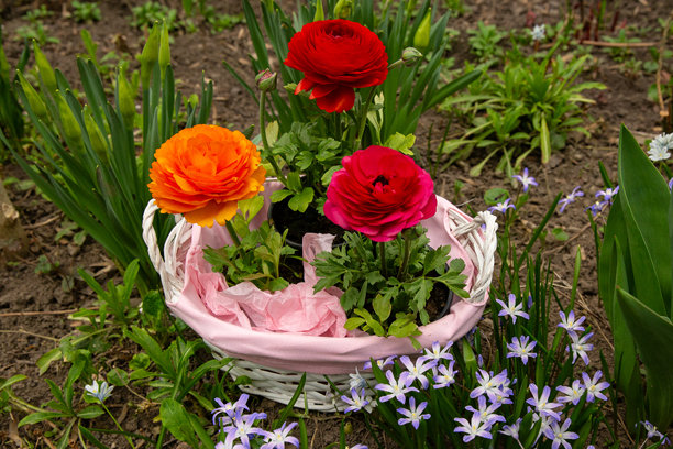 三个美丽的黄花菜花在粉色篮子里，花园中的美丽花卉照片，红色黄花菜花，带有粉色丝带的花篮图片下载