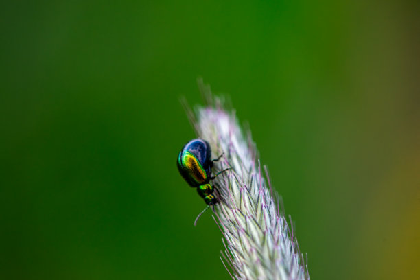 叶甲虫在狗尾草上的特写照片图片下载
