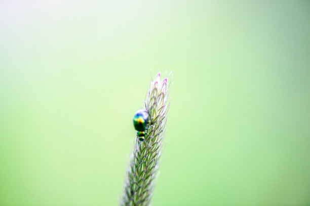 叶甲虫在狗尾草上的特写照片图片下载