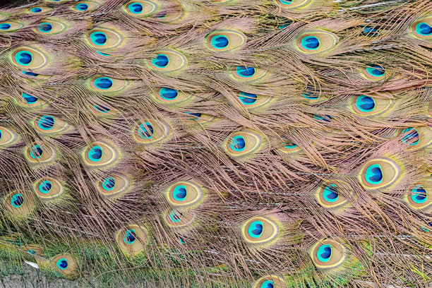 抽象照片呈现出像青色眼睛的棕色羽毛背景图片下载