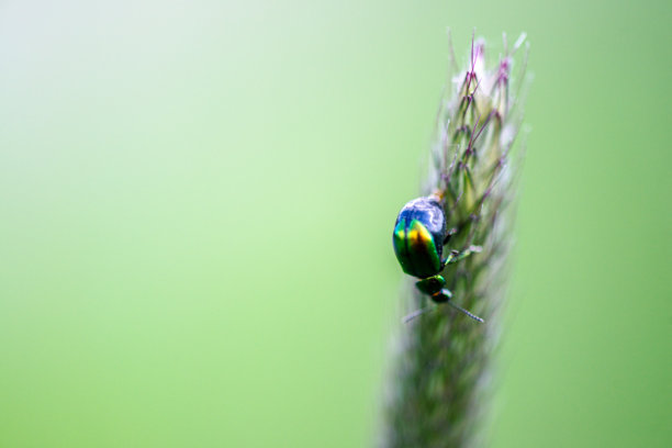 叶甲虫在狗尾草上的特写照片图片下载