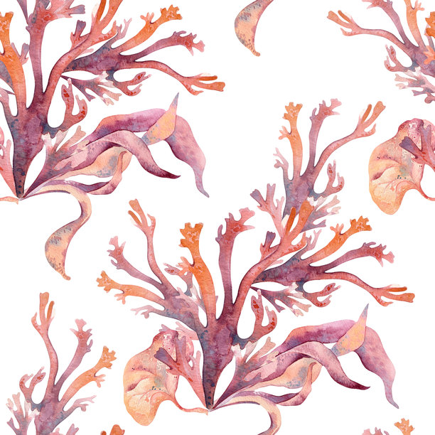 无缝水彩图案，明亮的珊瑚枝和流动的海藻，橙色和粉色调，独立展示。热带海洋纹理手绘，适用于沙滩服装、环保包装和纺织设计。图片下载