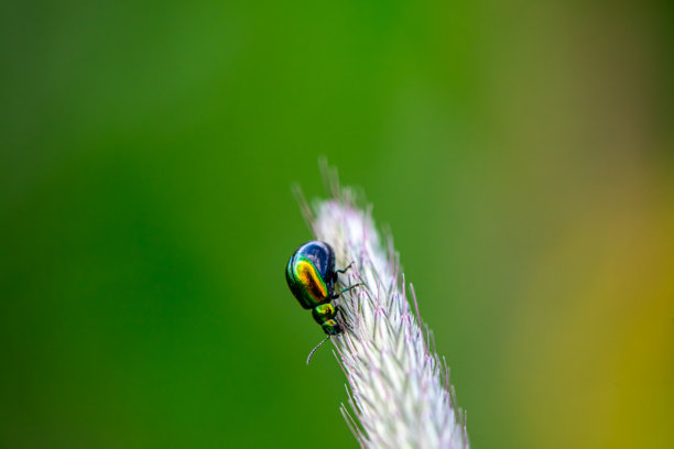 叶甲虫在狗尾草上的特写照片图片下载