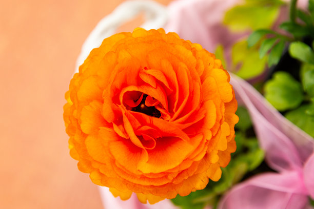 美丽的橙色花朵在粉色篮子里，花朵特写，亚洲黄花，漂亮的花卉照片图片下载