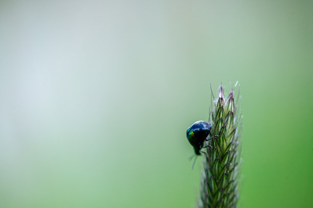 叶甲虫在狗尾草上的特写照片图片下载