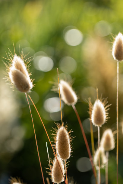 柔和的野生狗尾草在温暖的晚霞中闪耀，垂直照片，模糊的绿色背景。图片下载