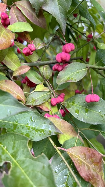 欧洲旋转树叶子和果实的特写竖拍照片图片下载
