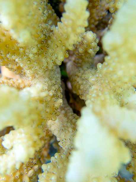 红海中的短枝珊瑚水下照片图片下载