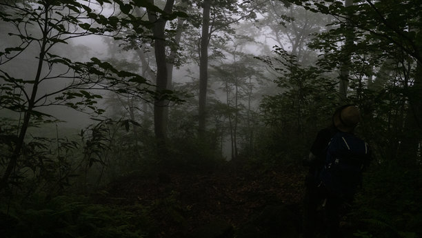妙高山上雾气弥漫的森林照片图片下载