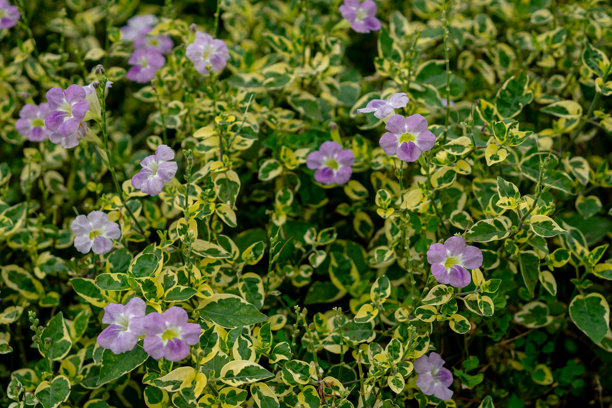 紫色的阿斯塔西亚花在绿黄色的斑驳叶子中绽放。生动的特写在自然光下，适合用于花卉主题背景和植物设计素材。图片下载